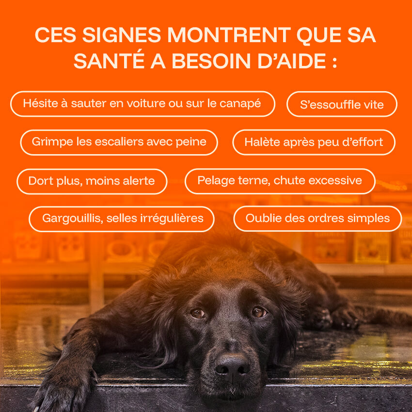 Pawprint Lab Wellness Protocol